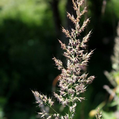 Calamagrostis acutiflora x 'Waldenbuch'