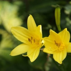 Hemerocallis lilioasphodelus