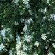 Aster ericoides 'First Snow'