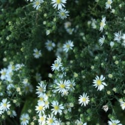Aster ericoides 'First Snow'