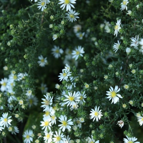 Aster ericoides 'First Snow'