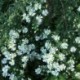 Aster ericoides 'First Snow'