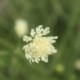 Scabiosa ochroleuca