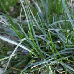 Sesleria caerulea