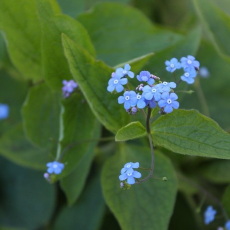 Brunnera macrophylla *