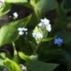 Brunnera macrophylla *