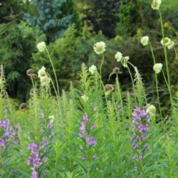 Cephalaria gigantea