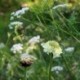 Cephalaria gigantea