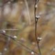 Lithospermum officinale