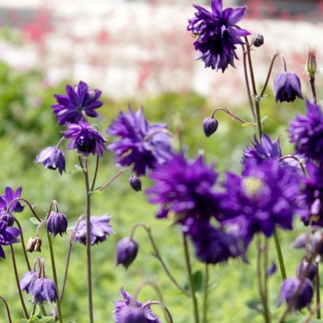 Aquilegia 'Blue Barlow'