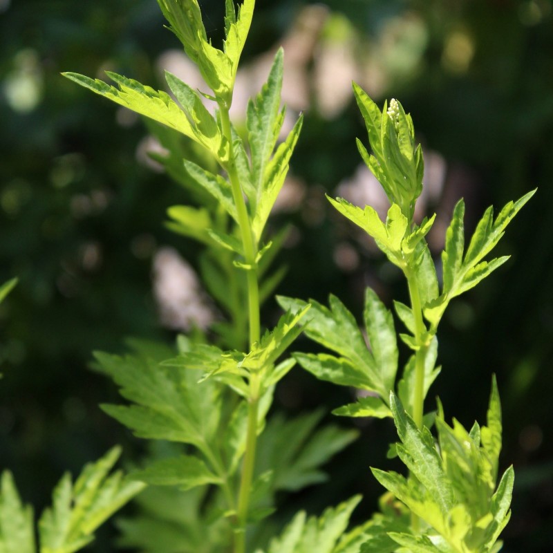 Artemisia lactiflora 'Weisse Dame' - Vivaces - Les Racines ...