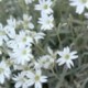 Cerastium tomentosum