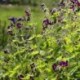 Geranium phaeum 'Raven'