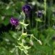 Geranium phaeum 'Raven'