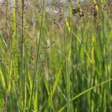 Panicum virgatum 'Heavy Metal'