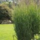 Panicum virgatum 'Heavy Metal'