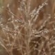 Panicum virgatum 'Heavy Metal'