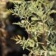 Artemisia pontica