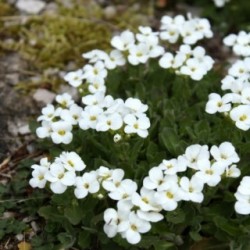 Arabis caucasica