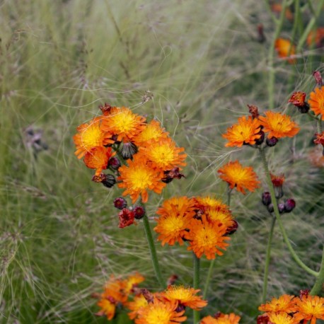 Pilosella aurantiaca