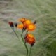 Pilosella aurantiaca