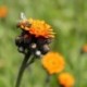 Pilosella aurantiaca