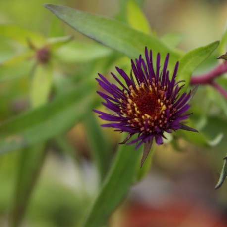 Aster novae-angliae 'Marina Wolkonsky' *