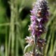 Stachys germanica