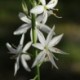 Anthericum liliago