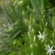 Anthericum liliago