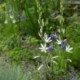 Anthericum liliago