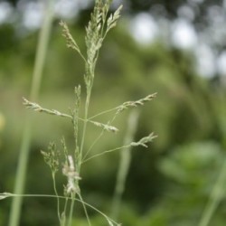 Poa labillardieri