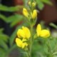 Thermopsis villosa