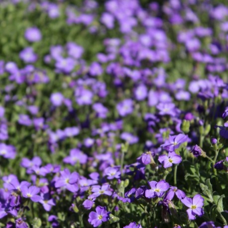 Aubrieta 'Cascade Blue'