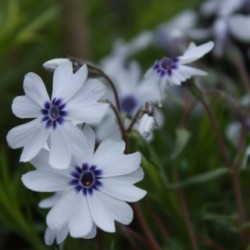 Phlox subulata 'Bavaria'