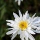 Leucanthemum superbum x 'Christine Hageman'