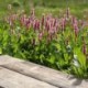 Persicaria affinis 'Darjeeling Red'