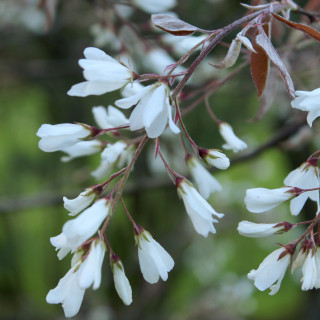 COROLLISTIQUES / les fleurs