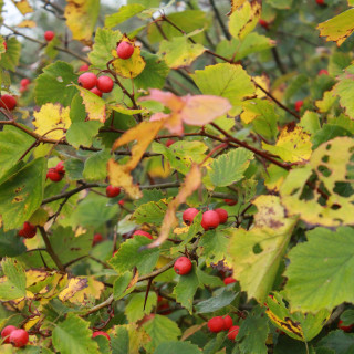 CARPELLIENNES / les fruits